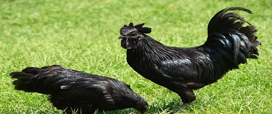 Gà đen H’Mông